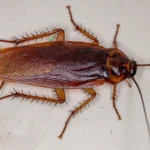 Are Cockroaches Attracted to Light