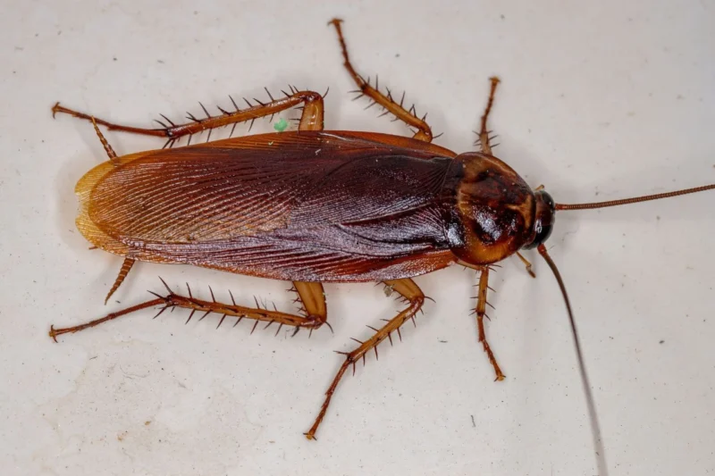 Are Cockroaches Attracted to Light?