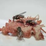 Are Flesh Flies Dangerous?