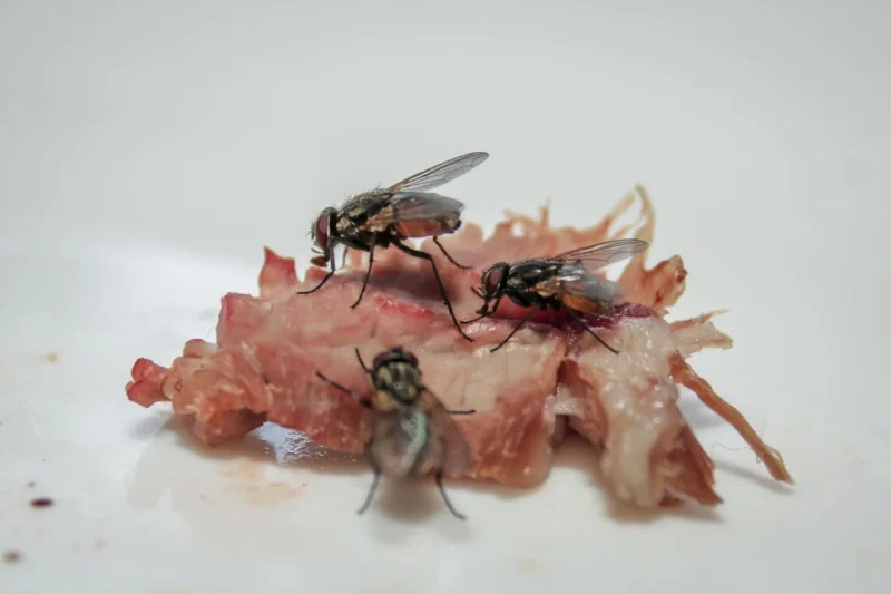 Are Flesh Flies Dangerous?