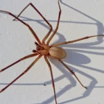 Are There Brown Recluse Spiders in Washington?