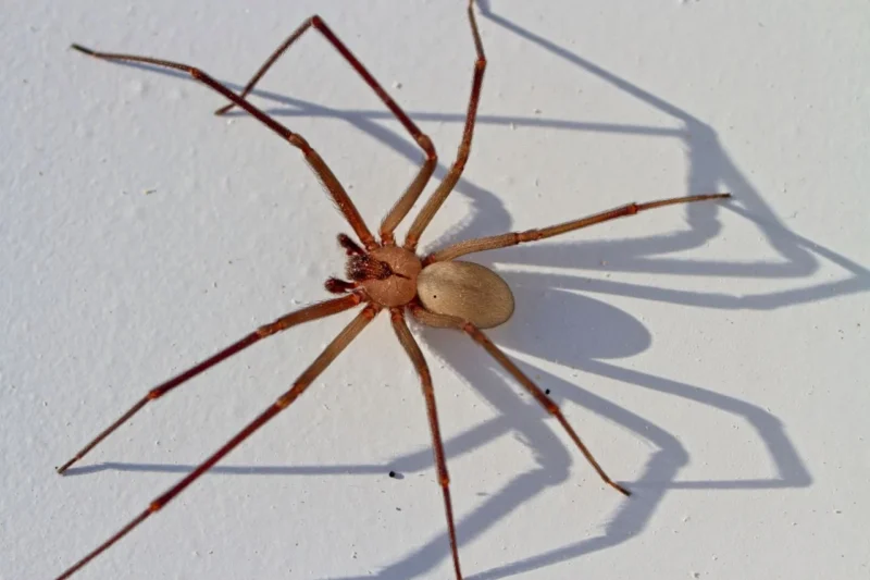 Are There Brown Recluse Spiders in Washington?