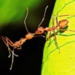 Do Ants Eat Dead Ants