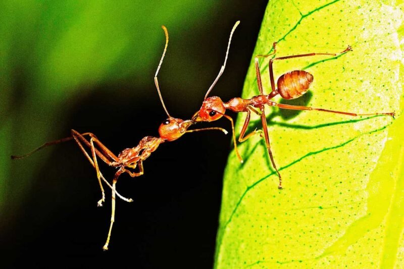 Do Ants Eat Dead Ants?