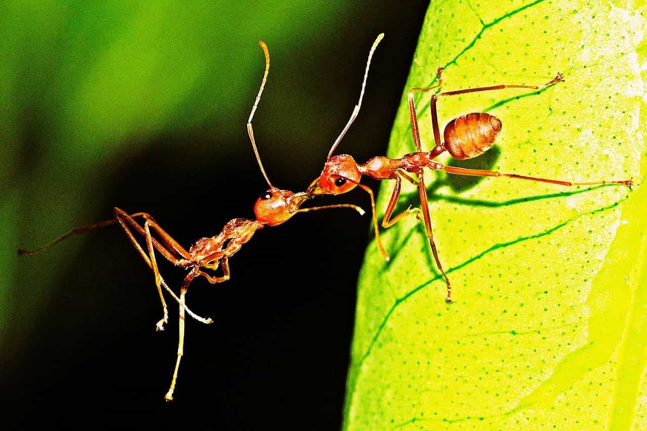 Do Ants Eat Dead Ants