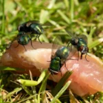 Green Bottle Flies