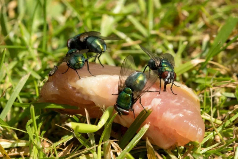 Are Green Bottle Flies Dangerous?